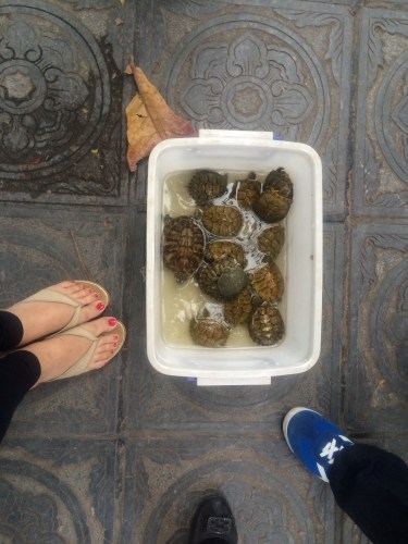 Turtles sold in markets and supermarkets. NOT as pets, but as dinner on your table!